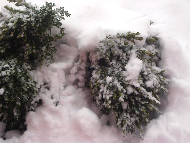 Tudi zimzeleno je belo