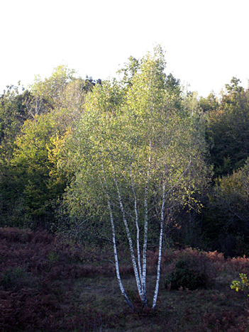 Pet brez ali Ikebana v Čindžarkah