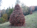 Lepotca