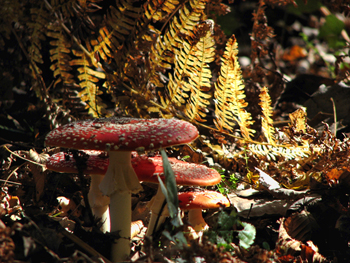 natecaj-jesen-2009.jpg