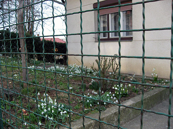 zvoncki1.jpg