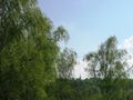 betula